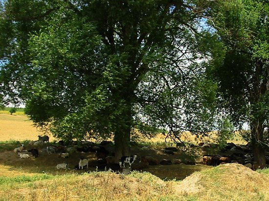 Schaapskudde bij het dorp Abai in Kazachstan