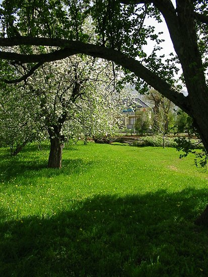 Foto van onze appelbomen in het voorjaar