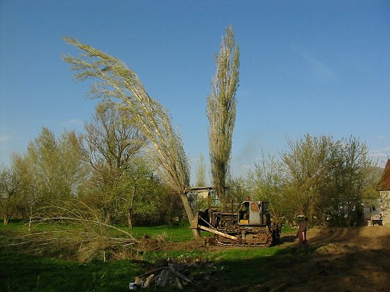 Foto van een zwiepende hoge boom die wordt omgeduwd