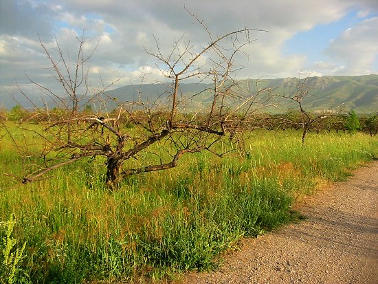 Verdroogde en afgestorven appelbomen bij Mitsjoerin in Kazachstan