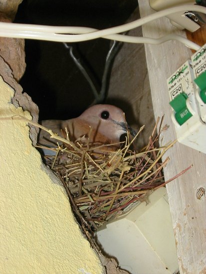 Duif op het nest