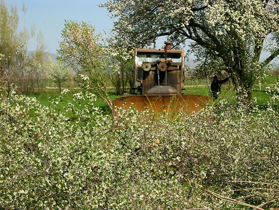 Foto van de door de bulldozer verwijderde kersenbomen