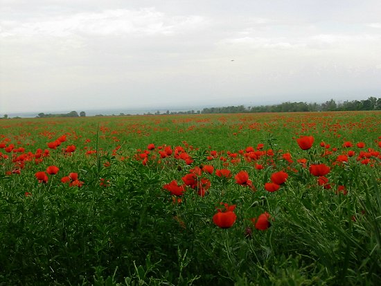 Klaproosveld in Kazachstan