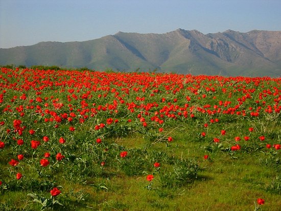 Foto van Greig's tulpen op Krasne Gorky