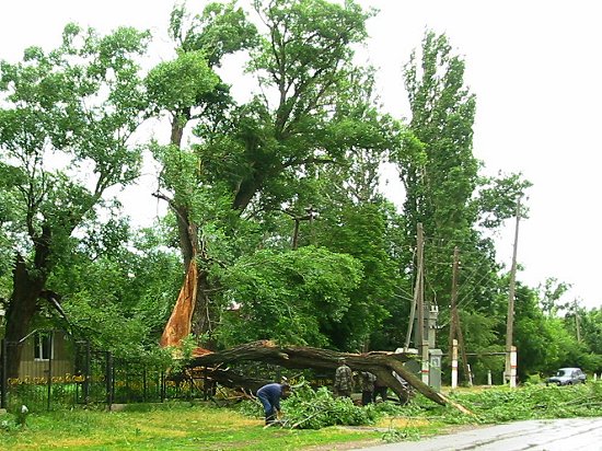 Gespleten en omgewaaide boom in Zhabagly