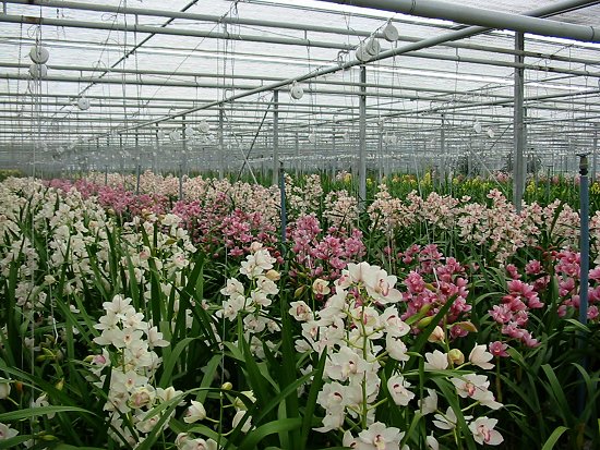 Orchideeën gekweekt in de kas