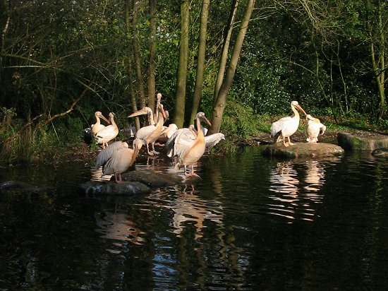 Zonnende pelikanen in Emmen