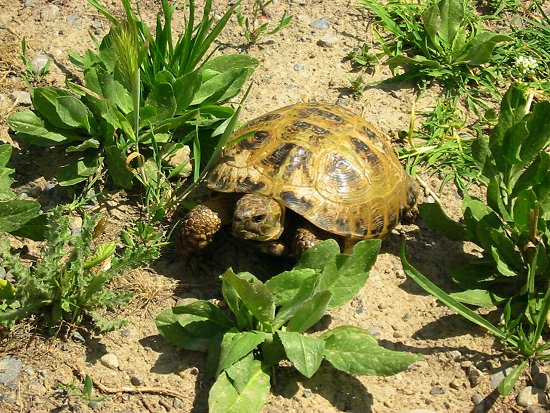 Foto van een schildpad in het wild in Kazachstan