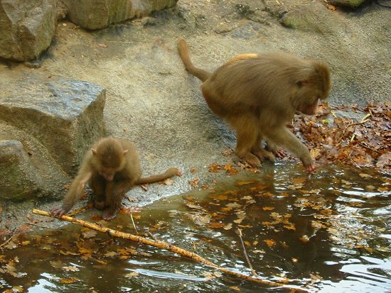 Aapje speelt met stok in het water