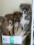 Honden in de doos