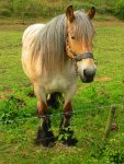 Paard in close-up