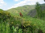 Paard op berghelling