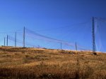 Chokpak Helgoland traps