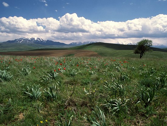 Tulpen bij het bergdorpje Jirsu