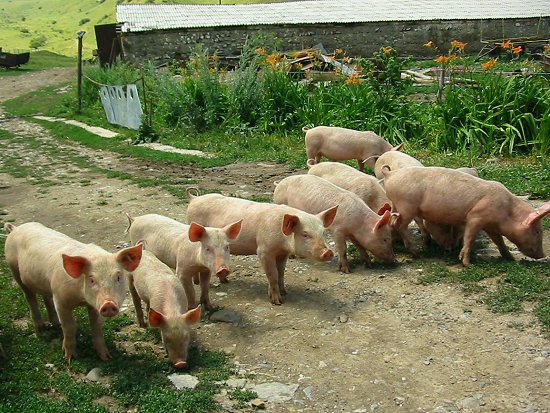 Een groep biggetjes op inspectie