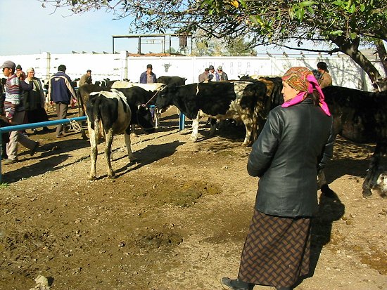 Veemarkt in Wanovka