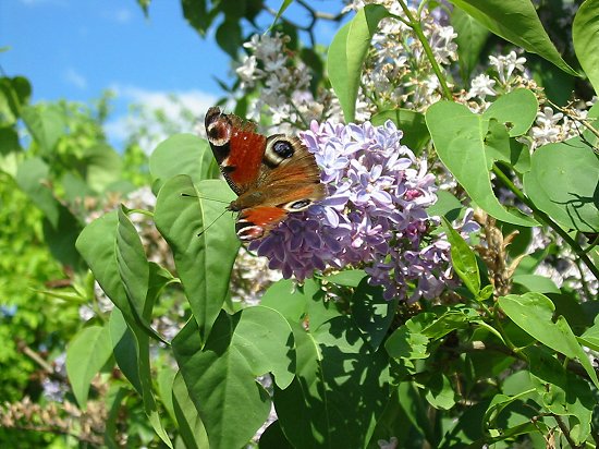 Vlinderpracht